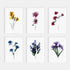 Abstract Impressions II Art Print Set